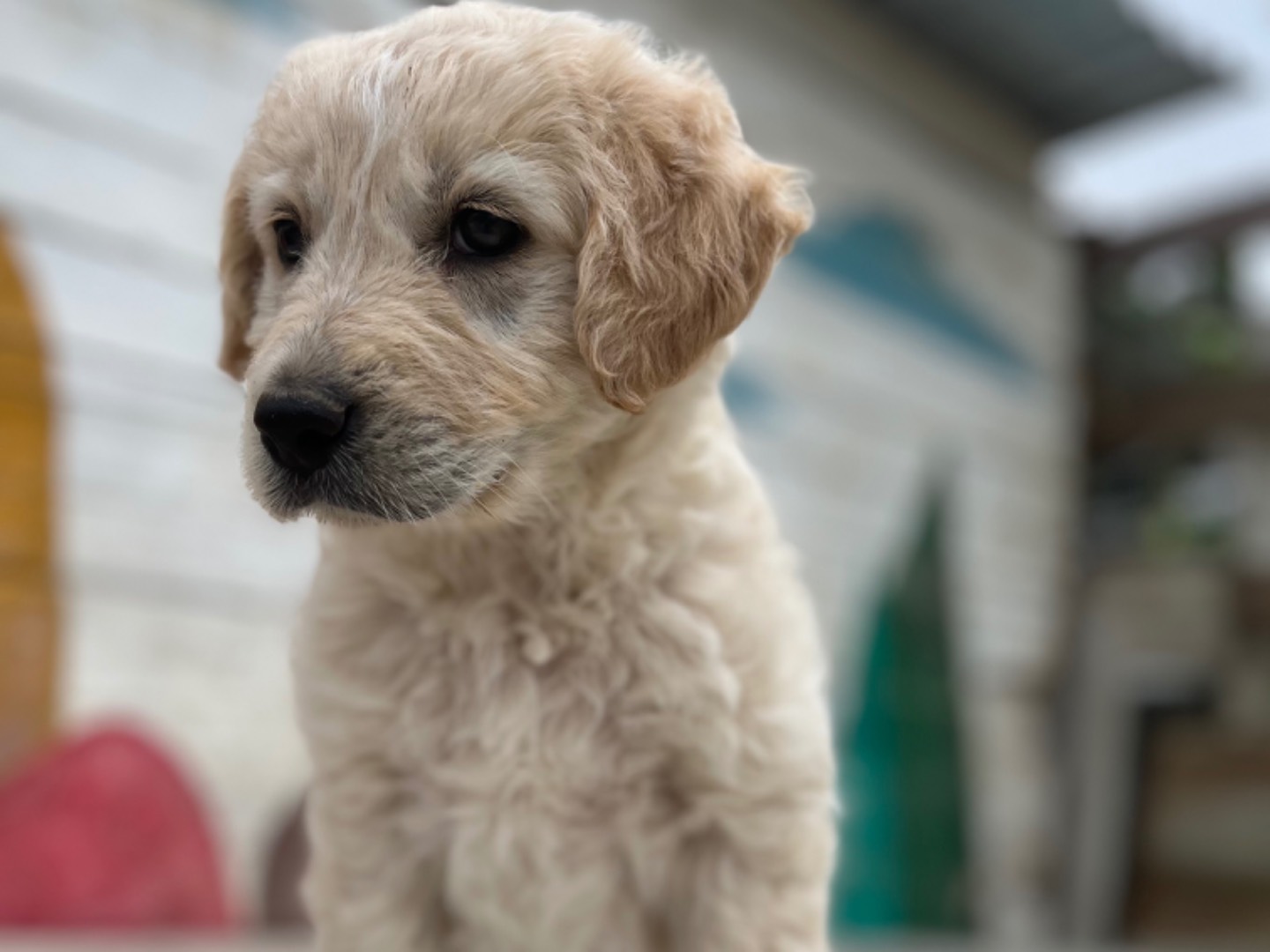 Adotta il cane Grazia  a Chieti