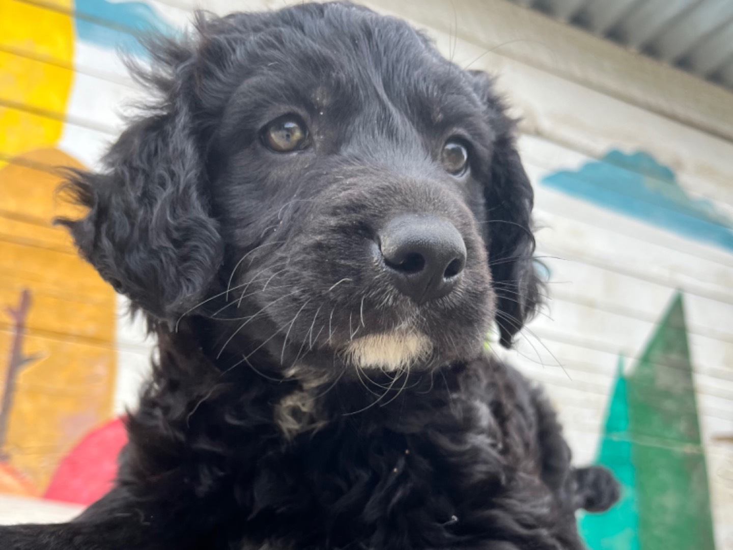 Adozione cane, femmina, meticcio, 2 anni e 2 mesi, taglia grande, Chieti