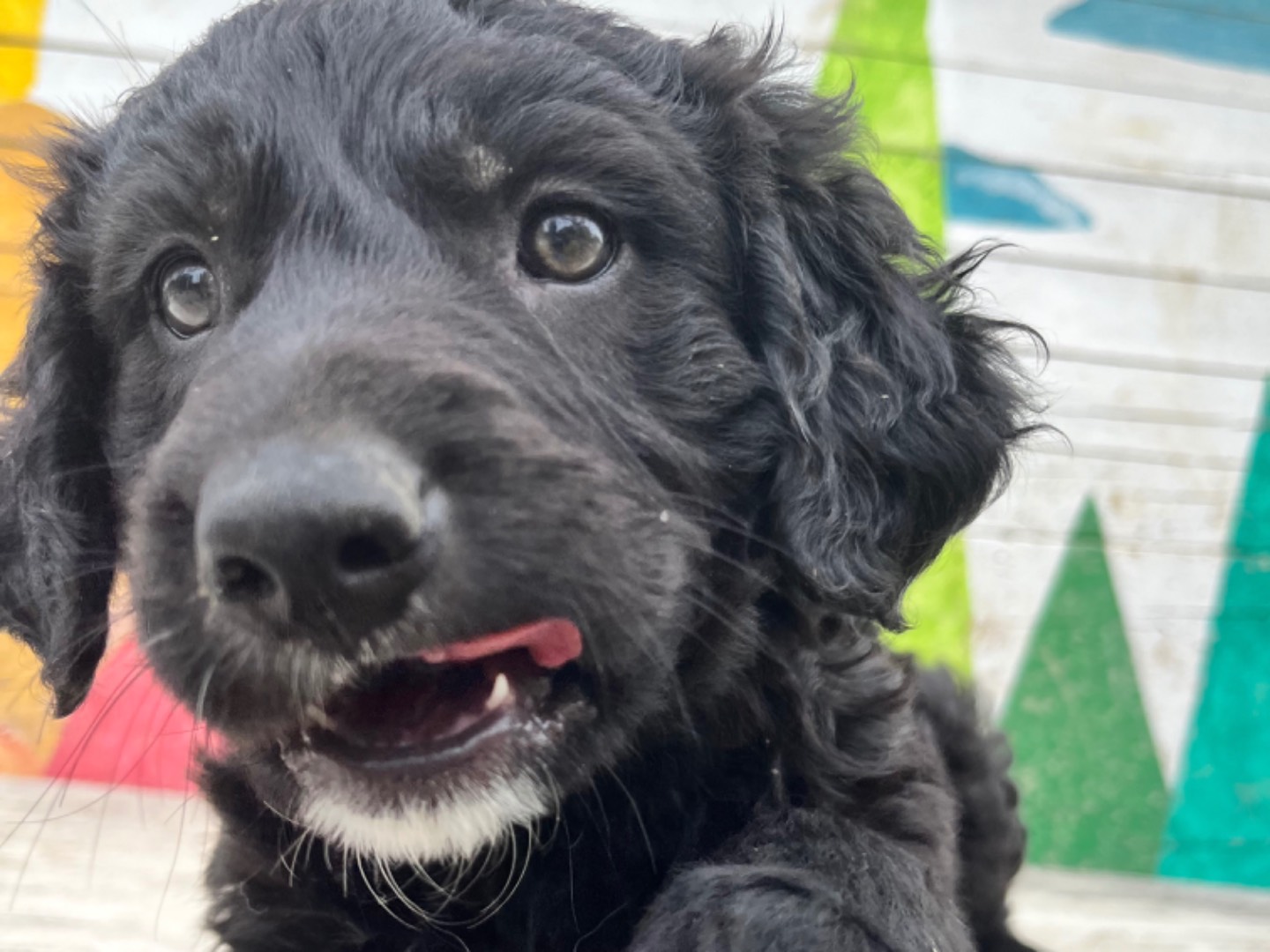 Vuoi adottare un cane a Chieti?