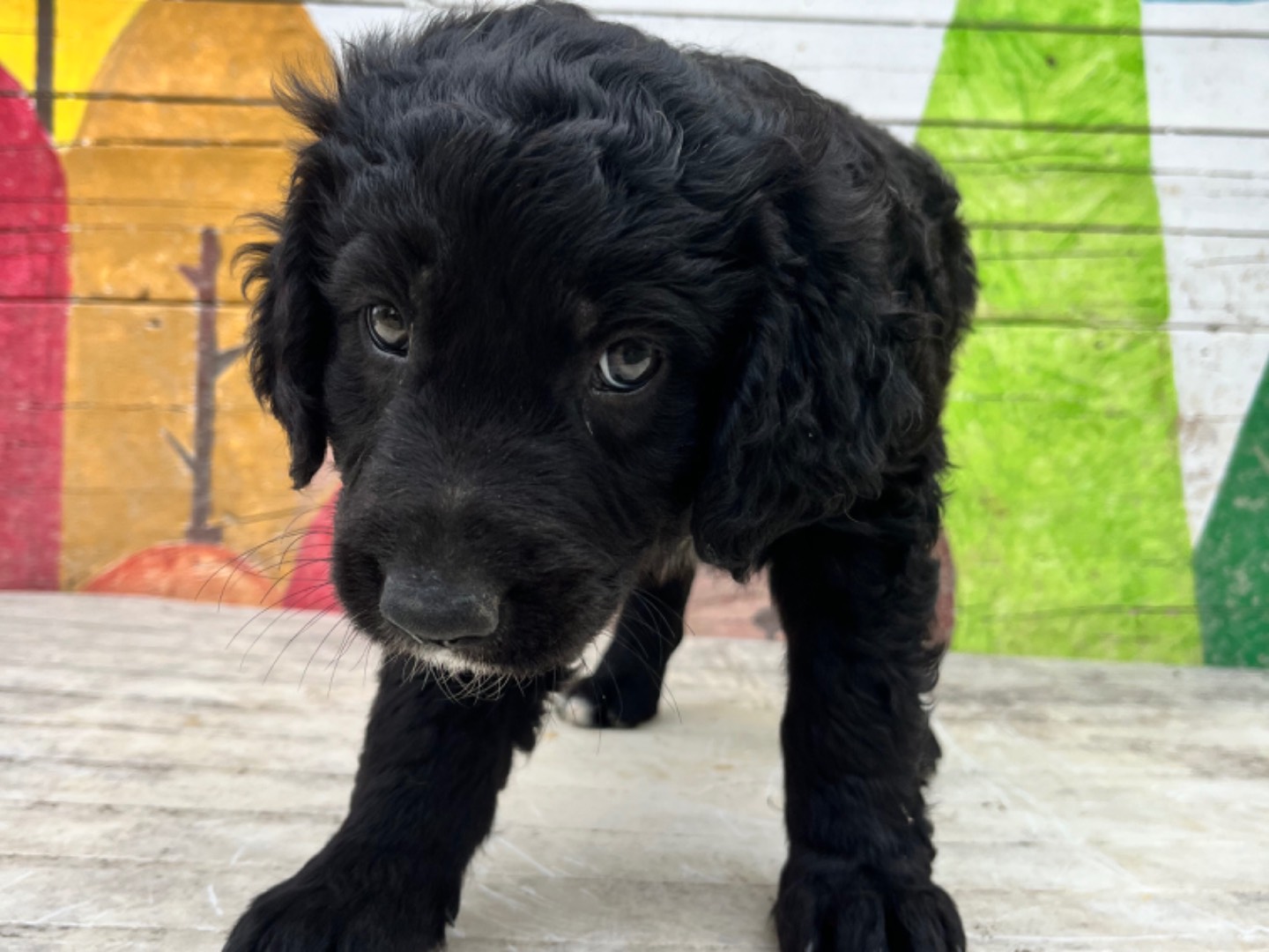 Adotta il cane Rosa  a Chieti