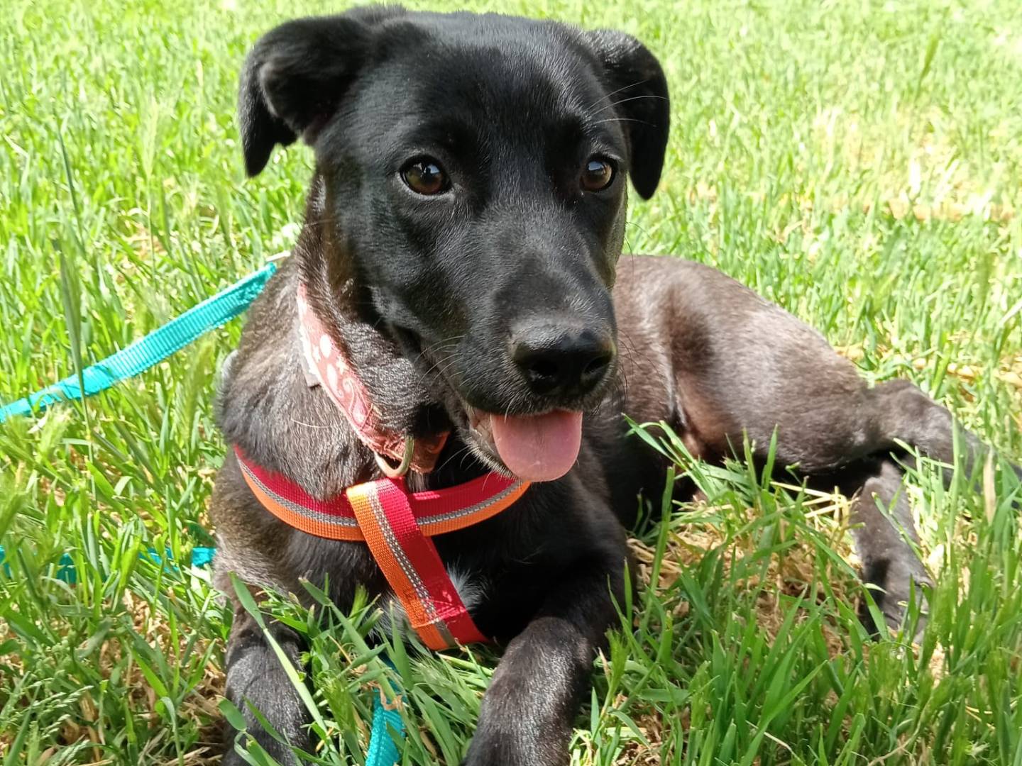 Adozione cane, femmina, meticcio, 2 anni e 3 mesi, taglia media contenuta, Cosenza