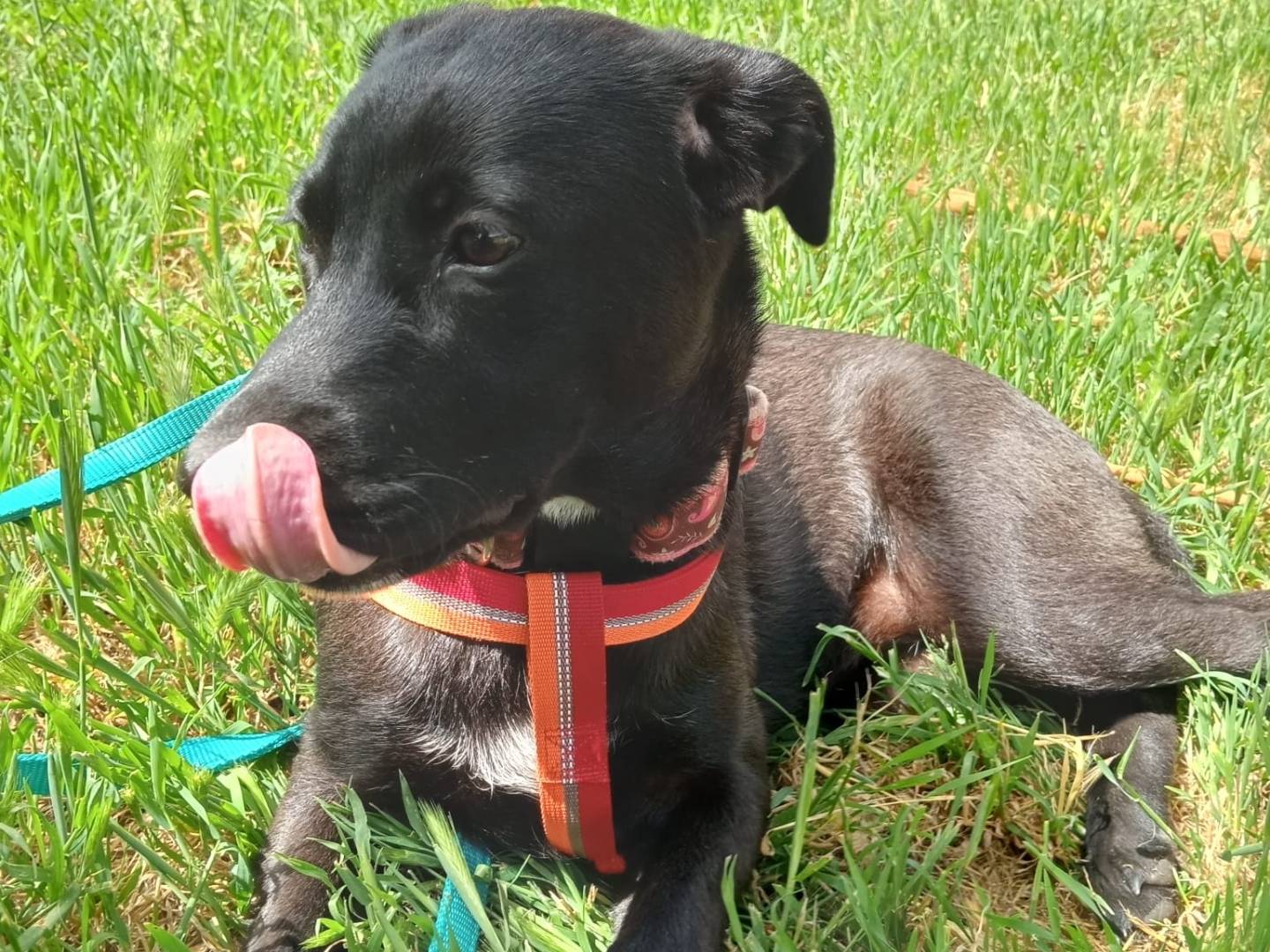 Adotta un cane, femmina, 2 anni e 3 mesi, Cosenza