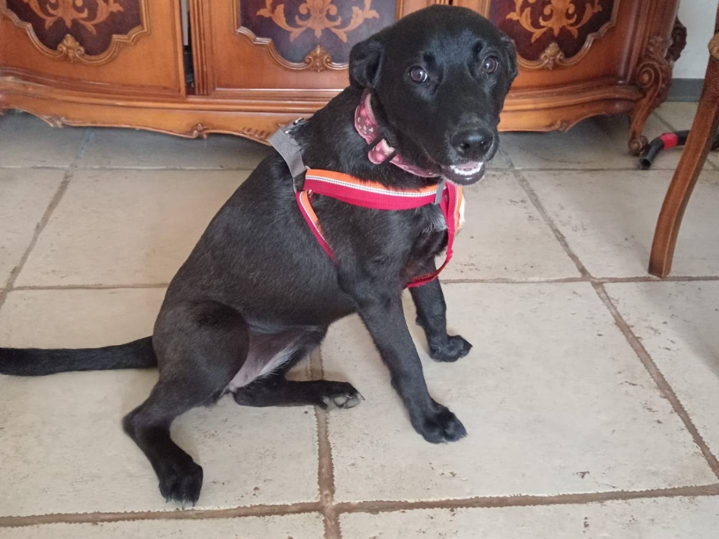 Adotta un cane, taglia media contenuta, femmina, Cosenza