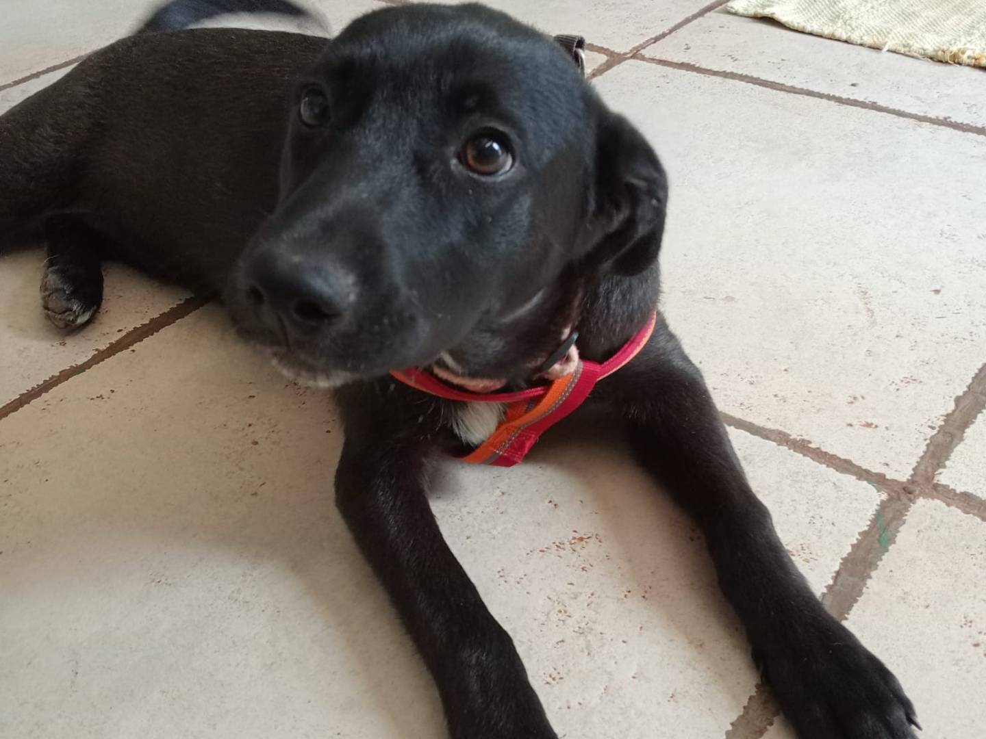 Vuoi adottare un cane a Cosenza?