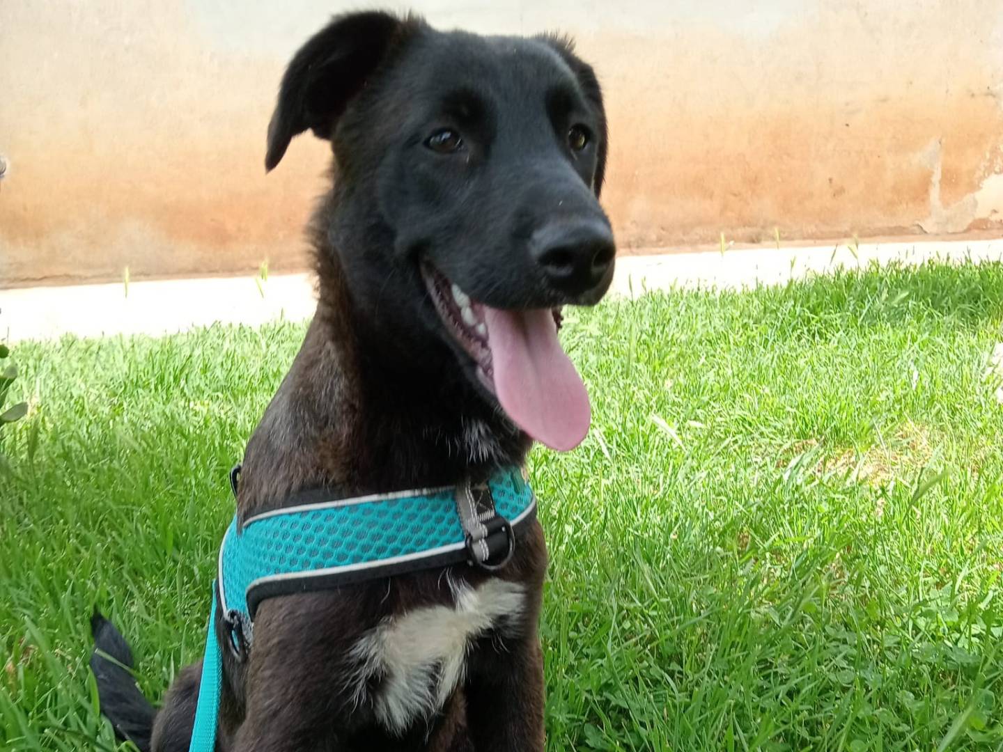 Adotta un cane, taglia media, femmina, Cosenza