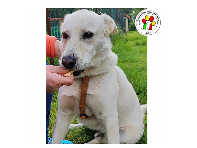 Adotta un cane, maschio, 5 anni e 4 mesi, Milano