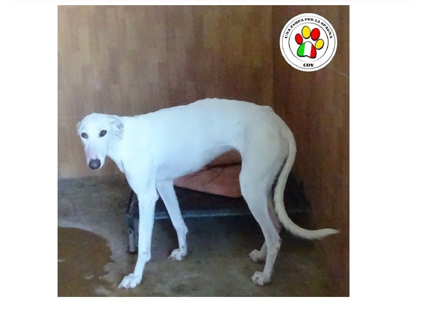 Adozione cane, femmina, Levriero Spagnolo (Galgo), 3 anni e 4 mesi, taglia media, Milano