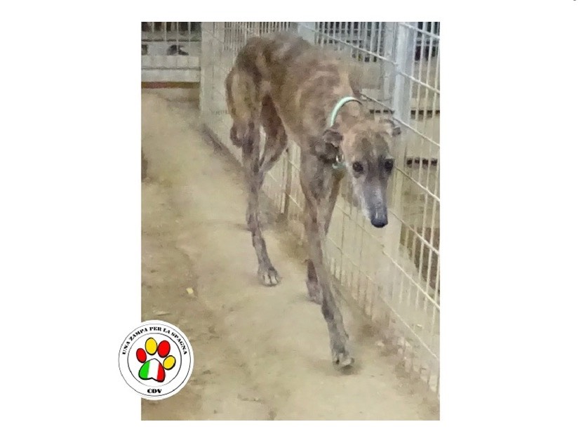 Adozione cane, femmina, Levriero Spagnolo (Galgo), 4 anni e 4 mesi, taglia media, Milano