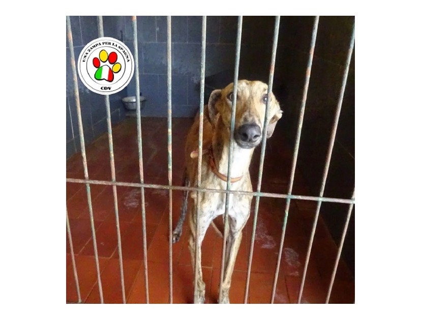 Adozione cane, maschio, Levriero Spagnolo (Galgo), 4 anni e 4 mesi, taglia media, Milano