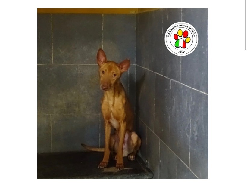 Adozione cane, maschio, meticcio, 3 anni e 4 mesi, taglia media contenuta, Milano