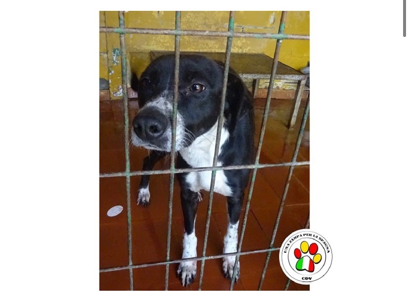 Adozione cane, maschio, meticcio, 3 anni e 4 mesi, taglia media contenuta, Milano