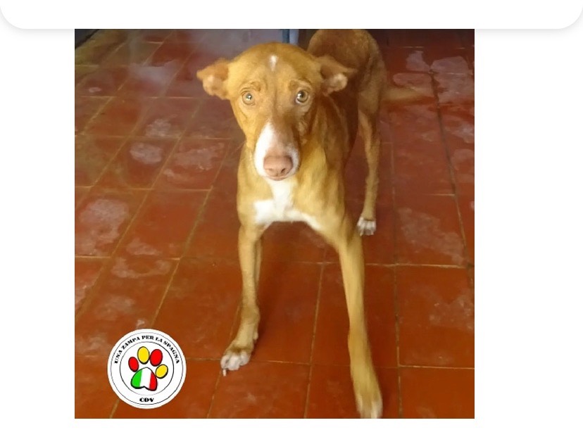 Adozione cane, maschio, meticcio, 3 anni e 4 mesi, taglia media contenuta, Milano