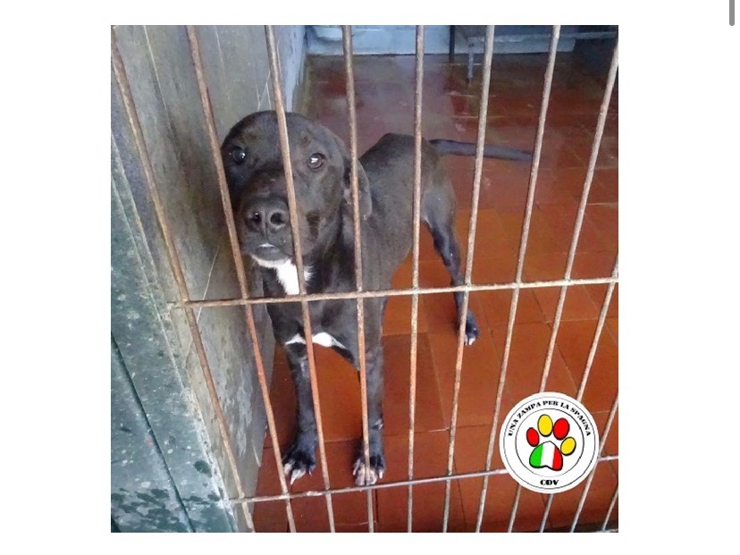 Adozione cane, maschio, meticcio, 3 anni e 4 mesi, taglia media contenuta, Milano