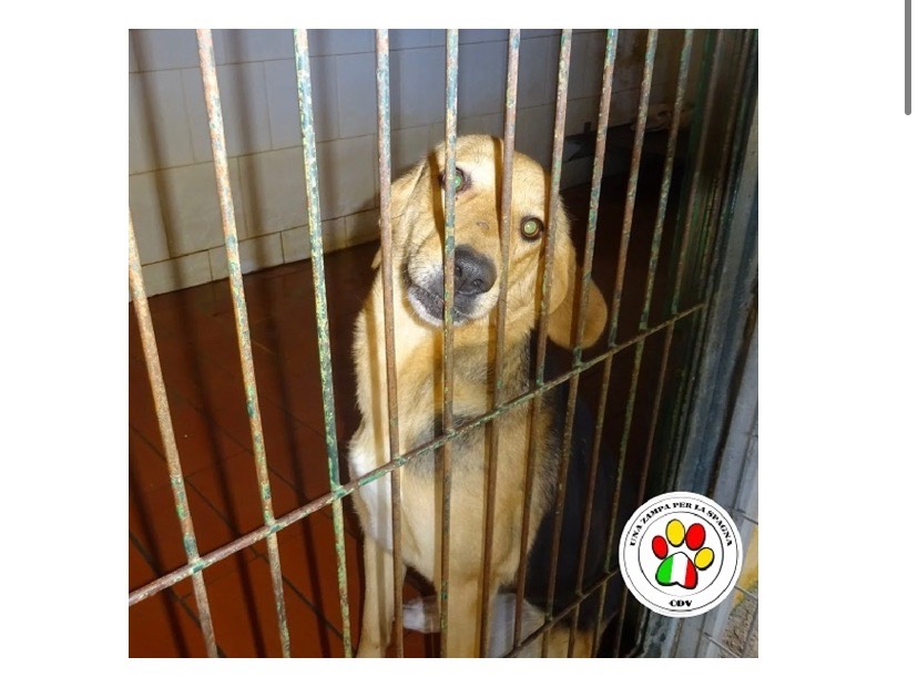 Adozione cane, femmina, Pastore tedesco, 3 anni e 4 mesi, taglia media, Milano