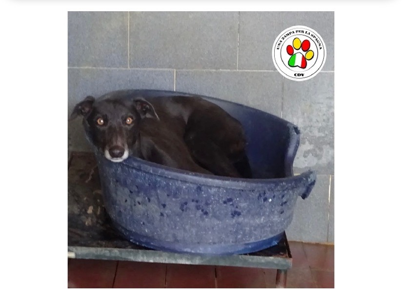 Adozione cane, femmina, meticcio, 5 anni e 4 mesi, taglia media contenuta, Milano
