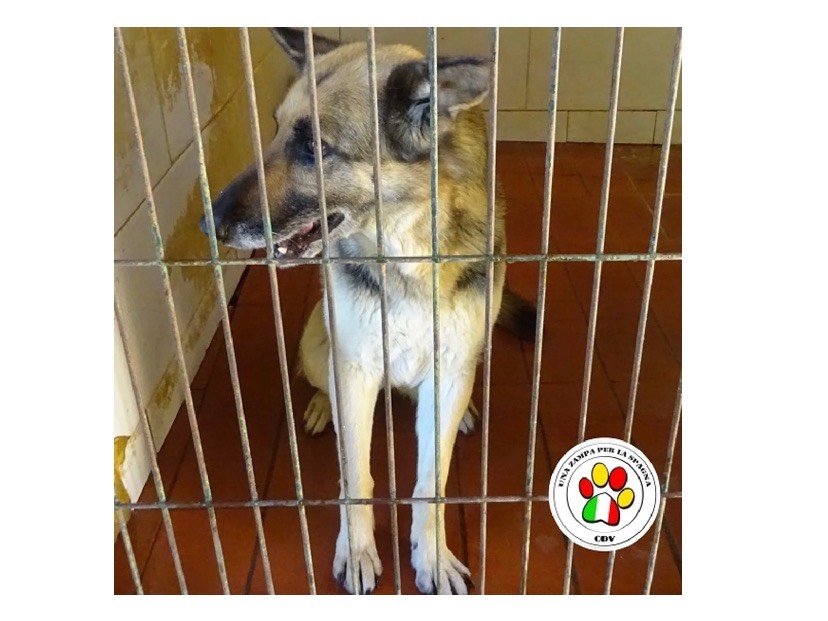 Adozione cane, femmina, Pastore tedesco, 5 anni e 4 mesi, taglia media, Milano