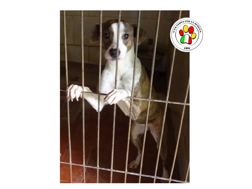 Adozione cane, femmina, meticcio, 2 anni e 9 mesi, taglia piccola, Milano