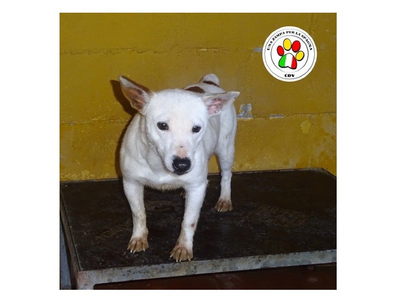 Adozione cane, femmina, Jack Russell Terrier, 4 anni e 4 mesi, taglia piccola, Milano