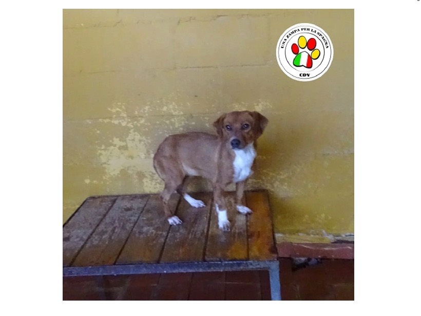 Adozione cane, femmina, meticcio, 3 anni e 4 mesi, taglia piccola, Milano