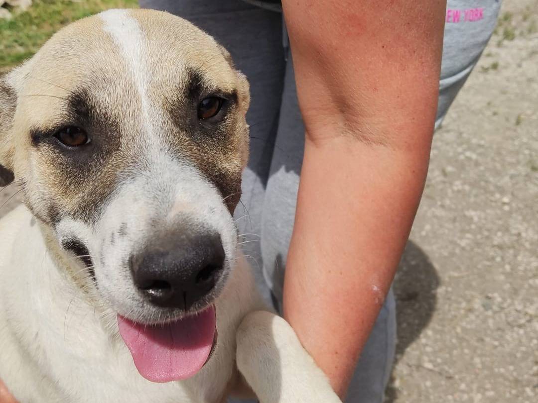 Adozione cane, femmina, Amstaff, 1 anno, taglia media contenuta, Napoli