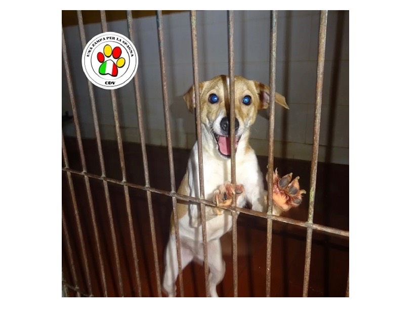 Adozione cane, femmina, meticcio, 3 anni e 4 mesi, taglia piccola, Milano