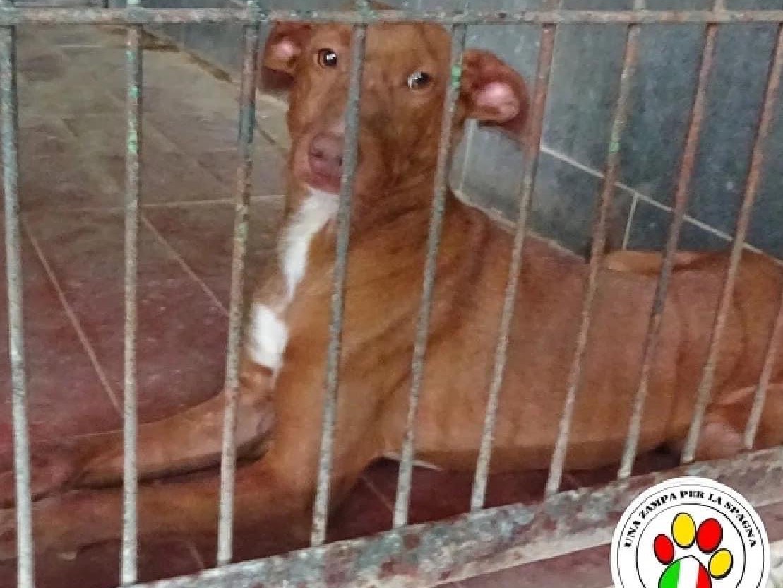 Adozione cane, femmina, meticcio, 3 anni e 4 mesi, taglia media contenuta, Milano
