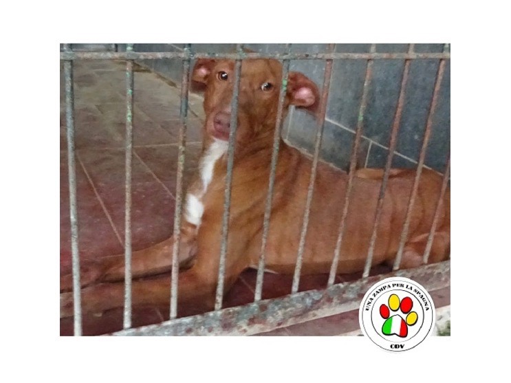 Adotta un cane, femmina, 3 anni e 4 mesi, Milano