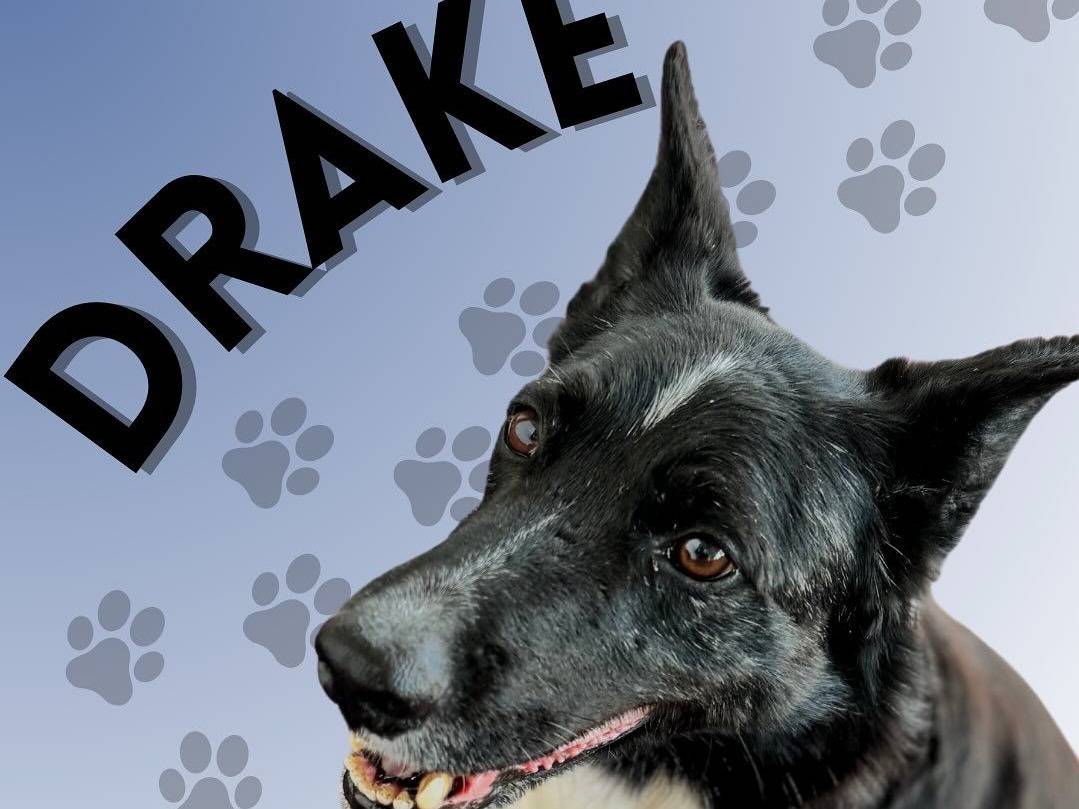 Adotta un cane, maschio, 8 anni , Milano