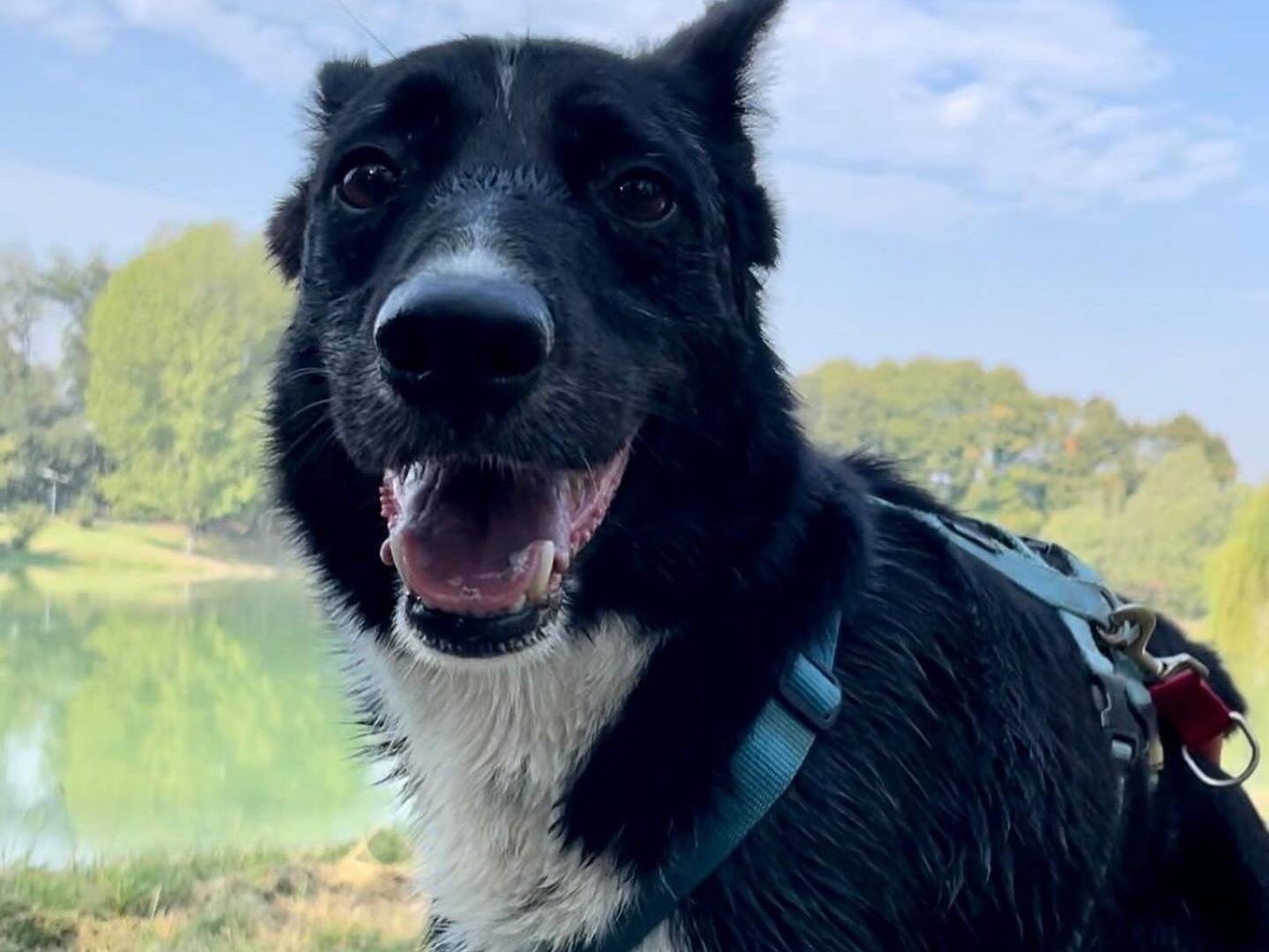 Adotta un cane, taglia media, maschio, Milano
