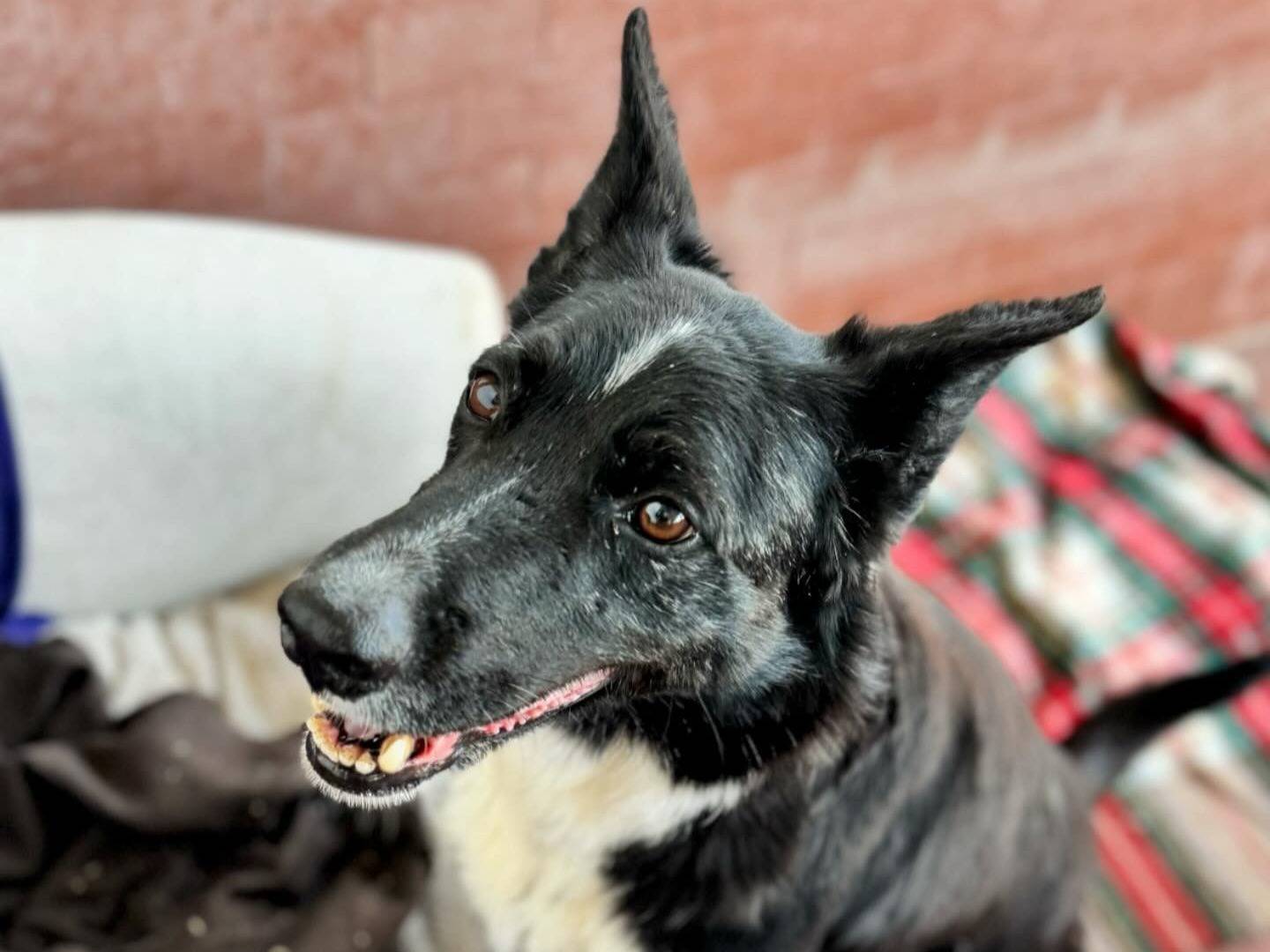 Vuoi adottare un cane a Milano?