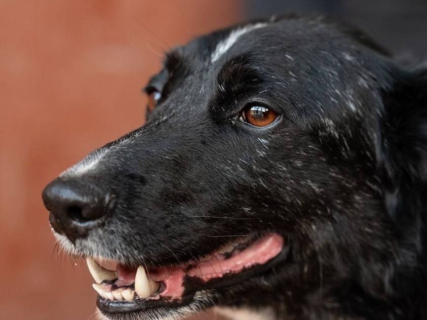Adotta il cane Drake a Milano