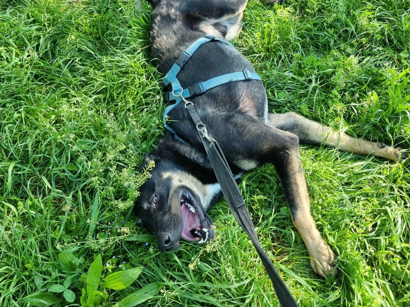 Adotta un cane, maschio, 1 anno e 10 mesi , Milano