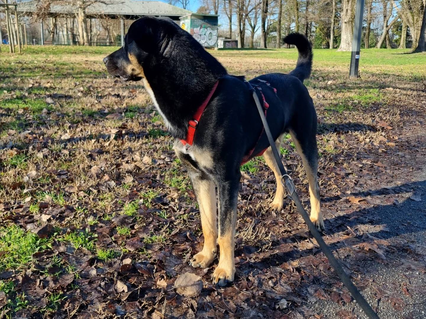 Adotta un cane, taglia grande, maschio, Milano