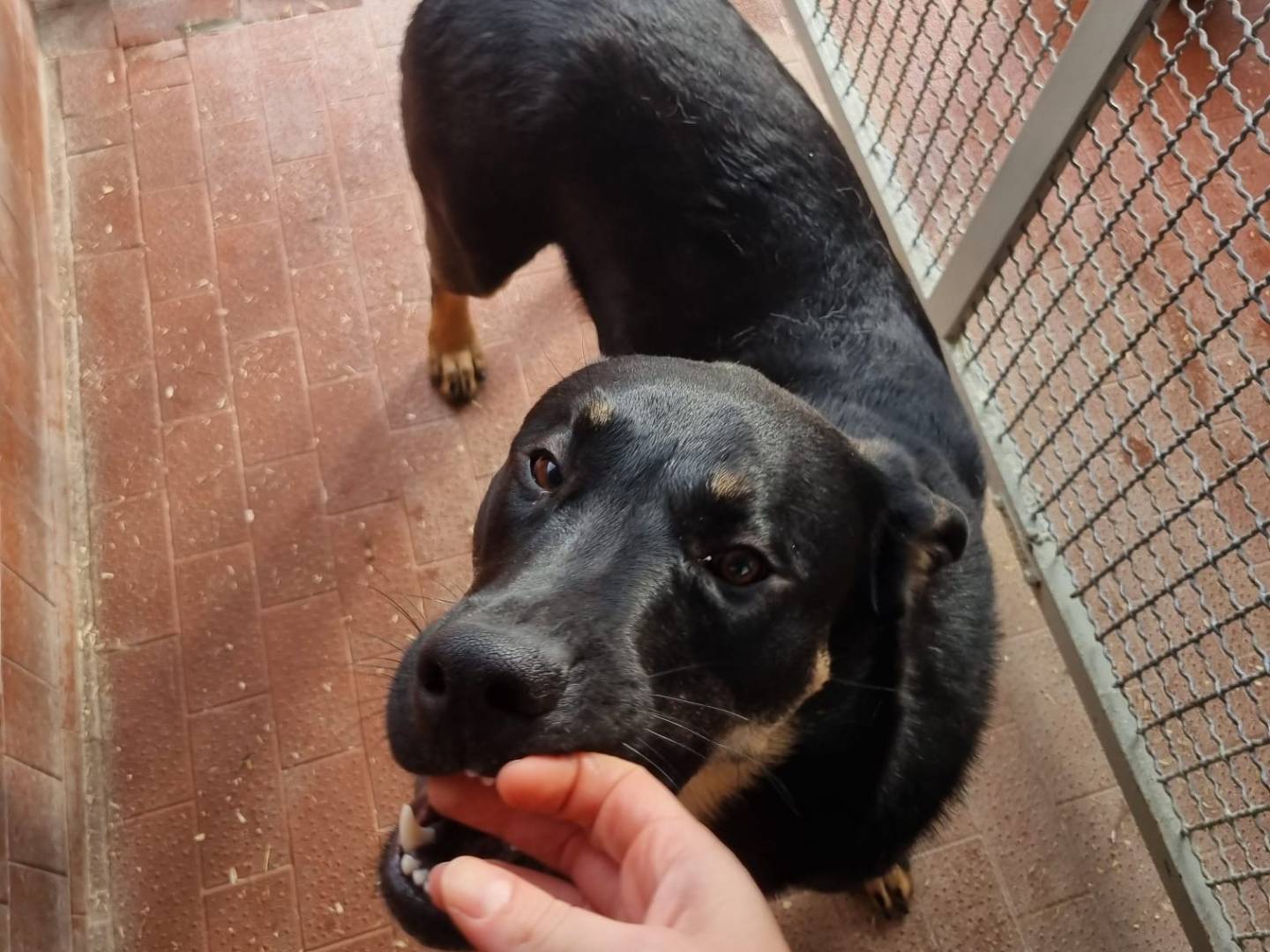 Adotta il cane Drax a Milano