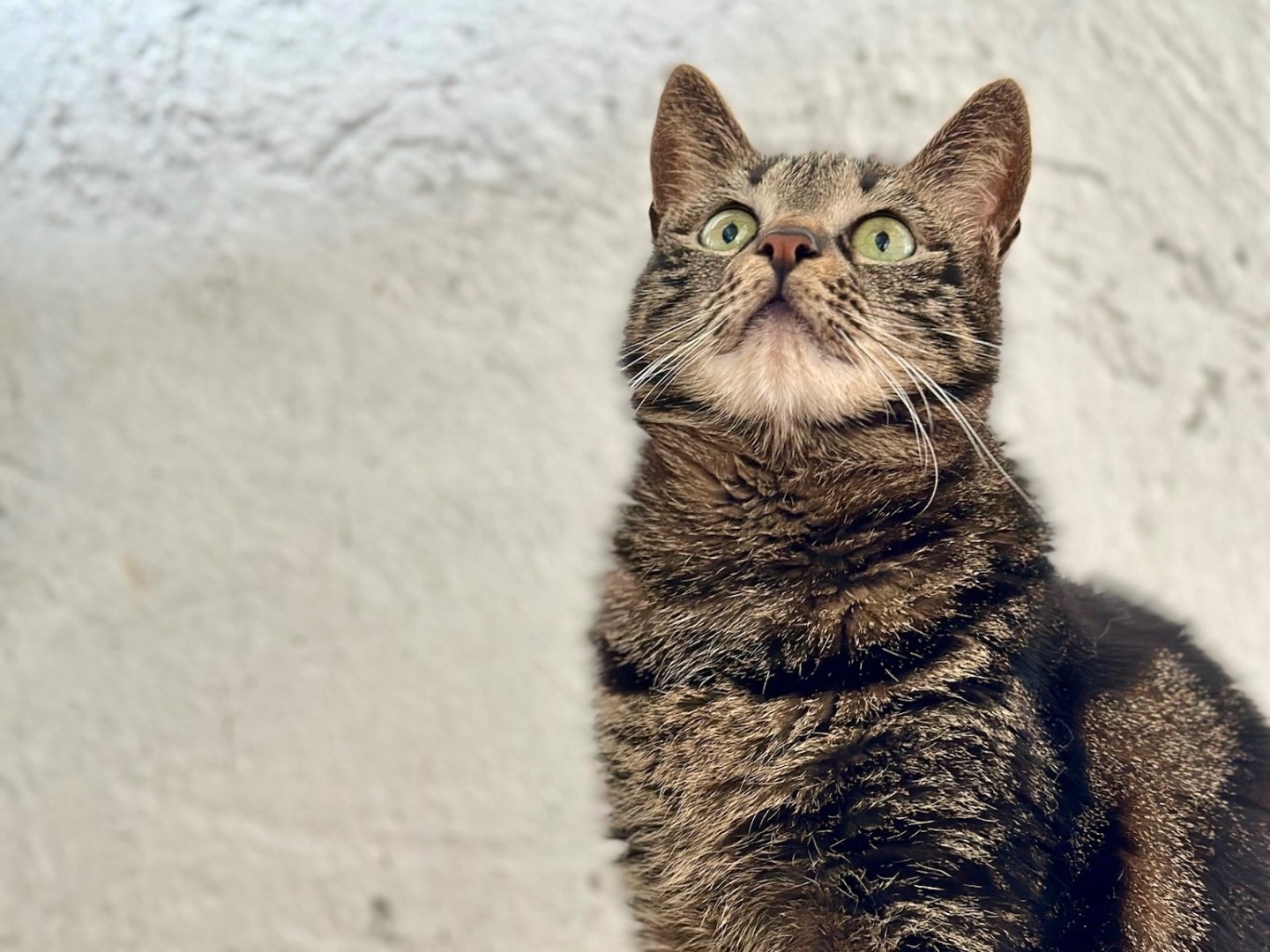 Adozione gatto, femmina, meticcio, 6 anni  e 4 mesi , taglia non valida, Roma