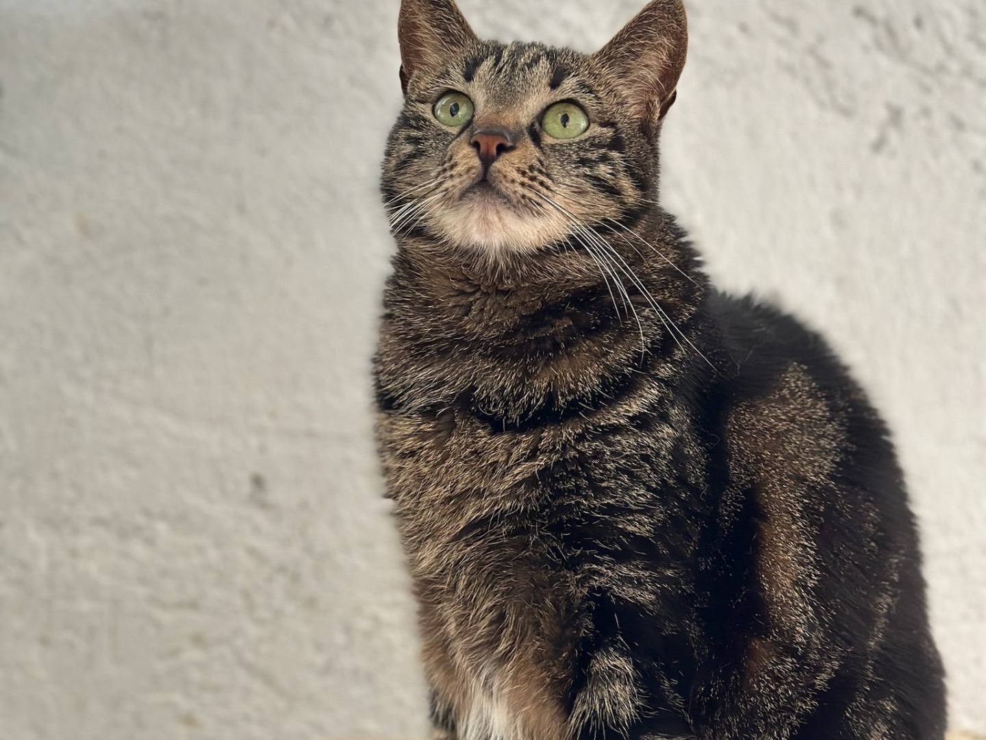 Adotta un gatto, femmina, 6 anni  e 4 mesi , Roma