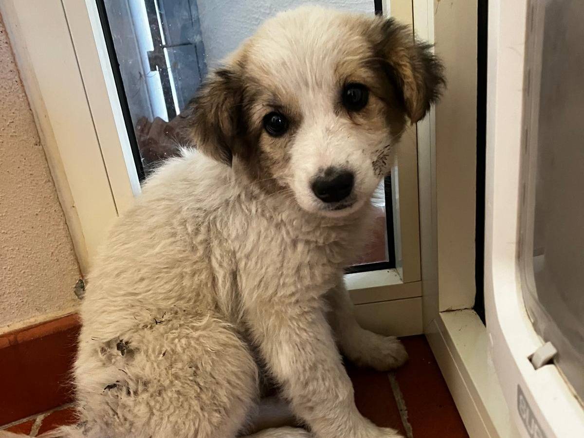 Adotta un cane, femmina, 1 anno e 2 mesi , Potenza