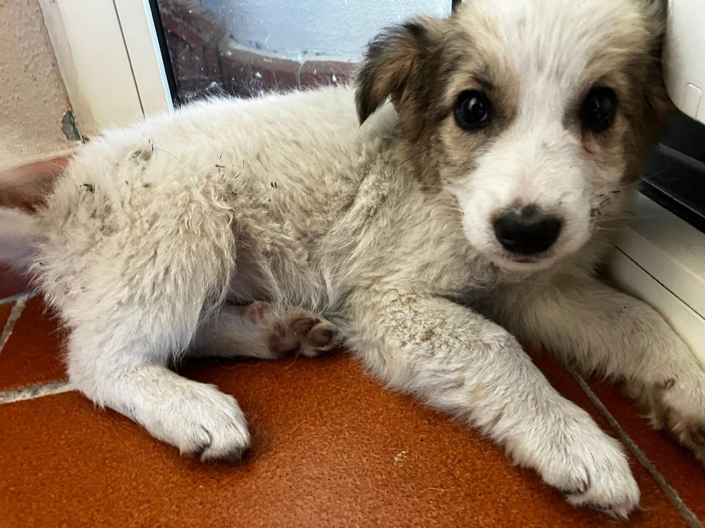 Adotta un cane, taglia media, femmina, Potenza