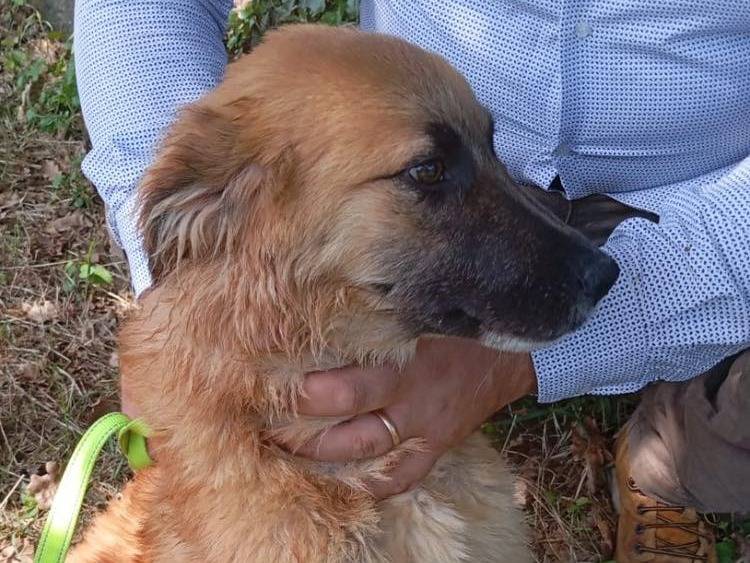 Adozione cane, maschio, meticcio, 1 anno e 4 mesi , taglia media, Potenza