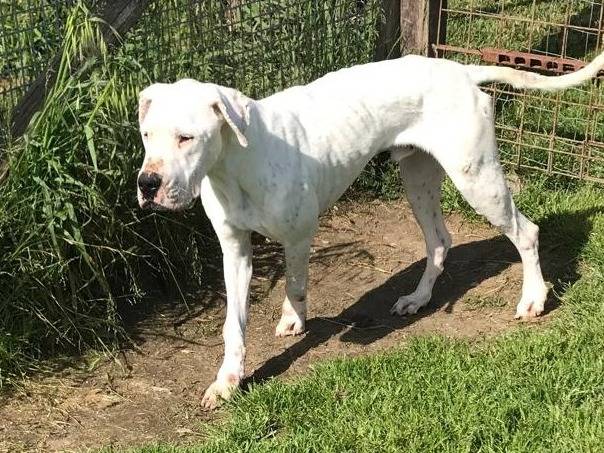 Adotta un cane, maschio, 2 anni  e 9 mesi , Latina