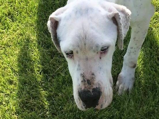 Adotta un cane, taglia grande, maschio, Latina