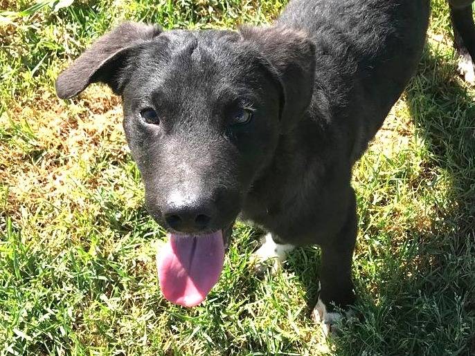 Adozione cane, maschio, meticcio, 1 anno e 7 mesi, taglia media contenuta, Latina