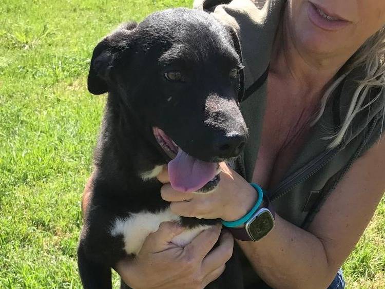 Adotta un cane, maschio, 1 anno e 7 mesi, Latina