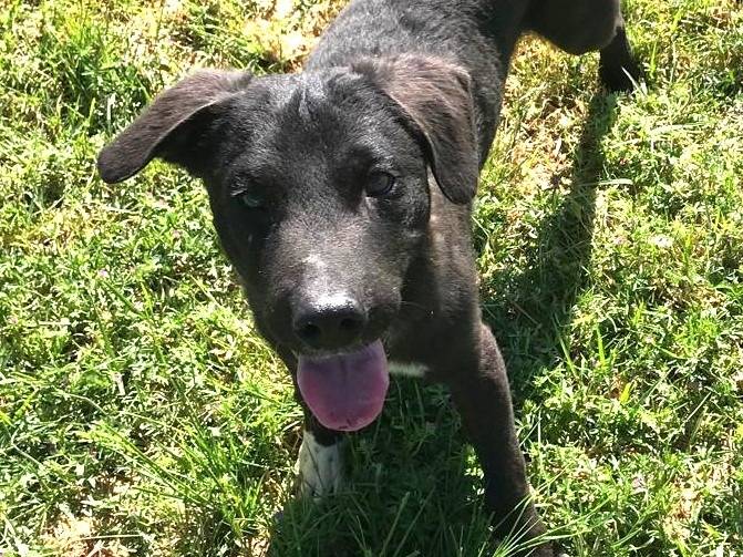 Vuoi adottare un cane a Latina?