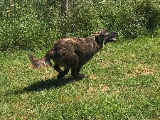 Adotta il cane Cosetta a Latina