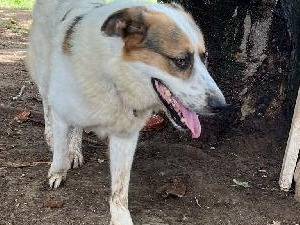 Adotta un cane, maschio, 4 anni  e 11 mesi , Roma
