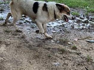 Adotta un cane, taglia gigante, maschio, Roma