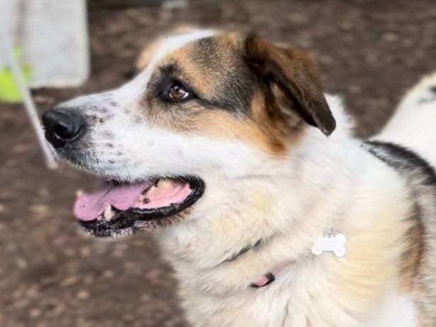 Adotta il cane Attila a Roma