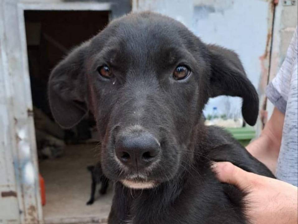 Adozione cane, maschio, meticcio, 1 anno e 10 mesi, taglia media, Crotone