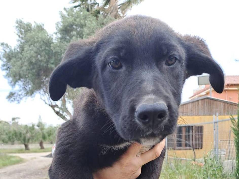 Adotta un cane, maschio, 1 anno e 10 mesi, Crotone